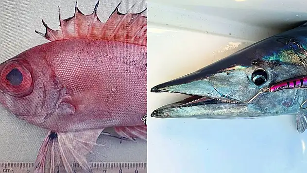 Akdeniz tropikalleşiyor... Sayı 72'ye ulaştı