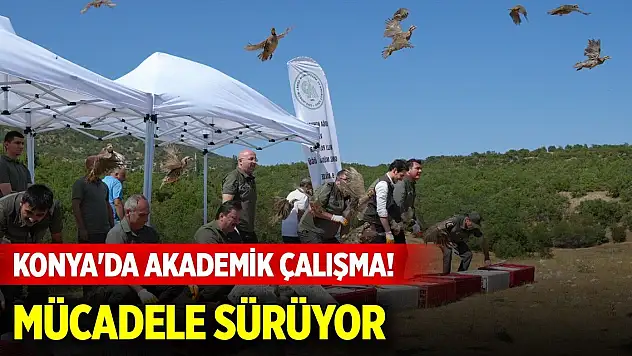 Konya'da akademik çalışma! Kenelere karşı kekliklerle mücadele sürüyor