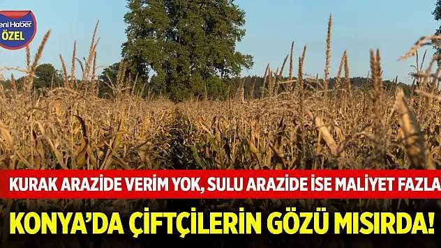 Konya'da çiftçilerin gözü mısırda!