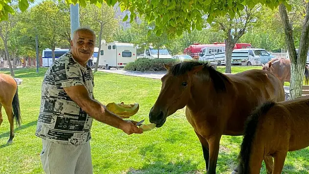 Yılkı atları kent merkezine indi