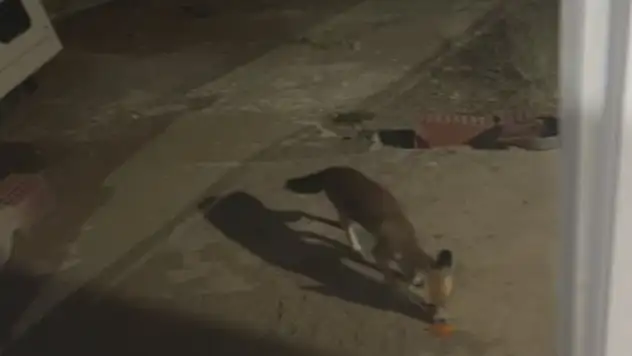 Tilkiyi cips ile besliyor