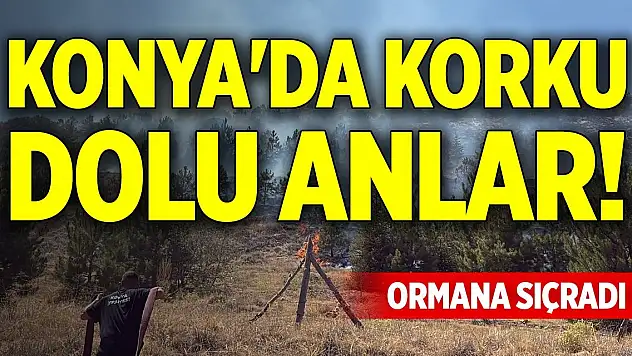 Konya'da korku dolu anlar! Ormana sıçradı