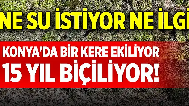 Konya'da bir kere ekiliyor, 15 yıl biçiliyor! Ne su istiyor ne ilgi