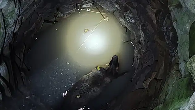 Konya'da koyun için seferber oldular