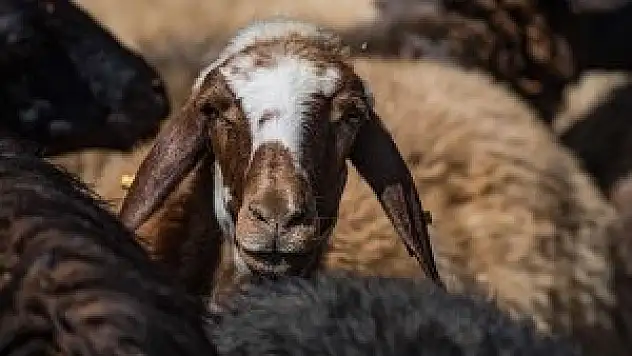 Marketlerin kurbanlık fiyatları belli oldu