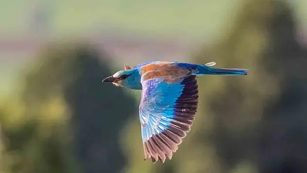 Konya'daki mali müşavir makinesini yanından ayırmıyor