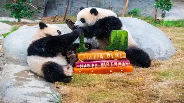 İkiz pandaların doğum günü kutlandı