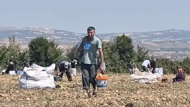 Tarlasındaki patatesleri ücretsiz dağıttı