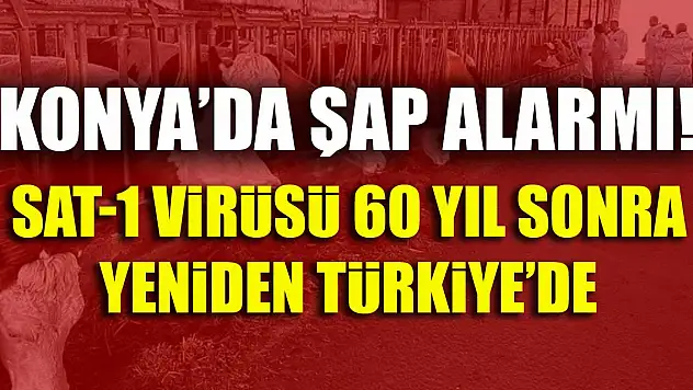 Konya'da Şap Alarmı: SAT-1 Virüsü 60 Yıl Sonra Yeniden Türkiye'de
