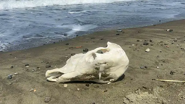 Denizden telef olmuş angus çıktı