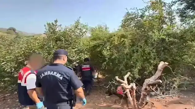 Bahçesini kenevir tarlasına çeviren şüpheli tutuklandı