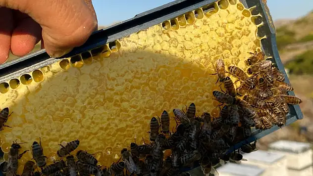 Konya'nın Toros dağlarındaki bal hasadı tamamlandı