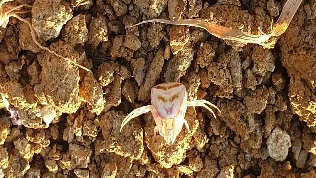 'İnsan yüzlü örümcek' şaşırttı