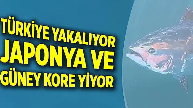 Türkiye yakalıyor, Japonya ve Güney Kore yiyor