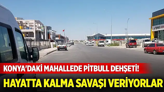 Konya'daki mahallede pitbull dehşeti! Hayatta kalma savaşı veriyorlar