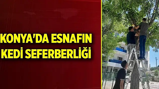 Konya'da esnafın kedi seferberliği