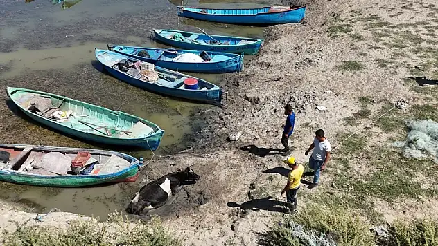 Konya'da göl kıyısında çamura saplanan inek böyle kurtarıldı
