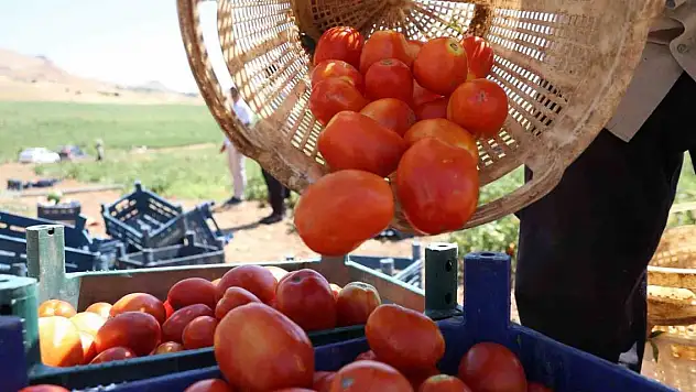 'Dışarıda 25 liraya alacağınıza tarladan 8 liraya alın'