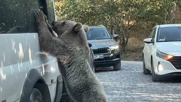 Ayıya ekmek veren vatandaş son anda kurtuldu
