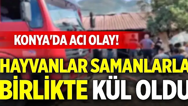 Konya'da acı olay! Hayvanlar samanlarla birlikte kül oldu