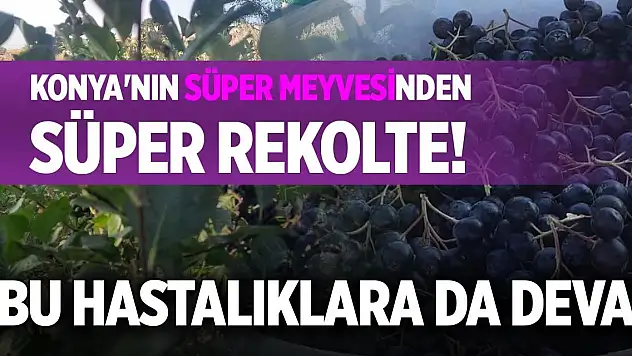 Konya'nın süper meyvesinden süper rekolte! Bu hastalıklara da deva