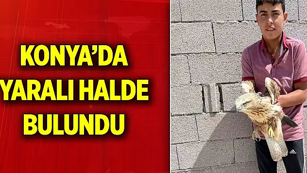 Konya Karapınar'da yaralı halde bulundu