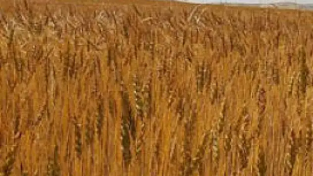 Konya'da hububat fiyatları