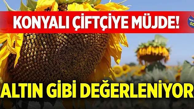 Konyalı çiftçiye müjde! Altın gibi değerleniyor
