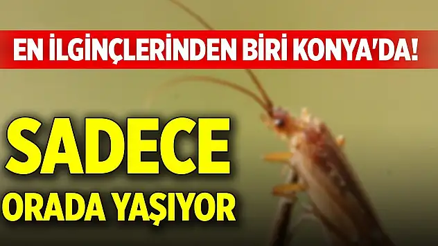 En ilginçlerinden biri Konya'da! Sadece orada yaşıyor