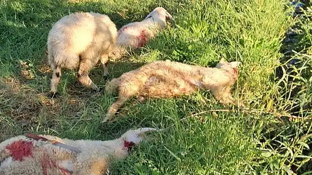 Başıboş sokak köpekler telef etti