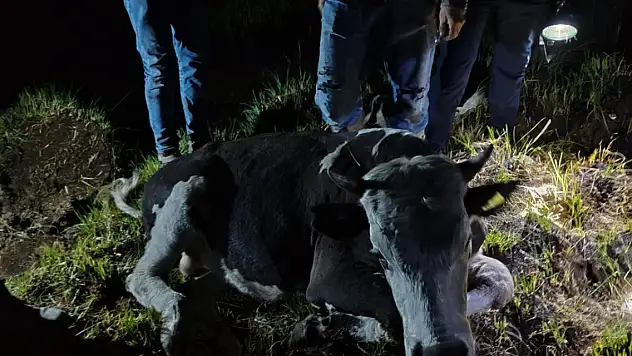 Konya'daki inek için 5 saat seferber oldular