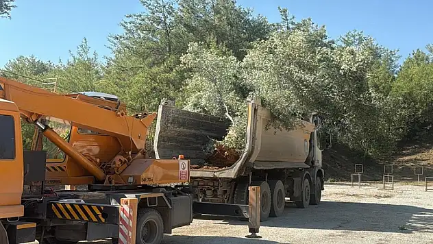 Ar-Ge projesiyle taşınan zeytin ağaçları taşınarak yaşatılıyor