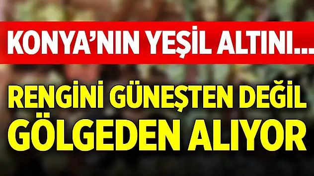Konya'nın yeşil altını... Rengini güneşten değil, gölgeden alıyor
