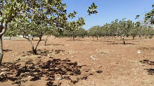 Şanlıurfa'da kayıp kadın bahçede ölü bulundu
