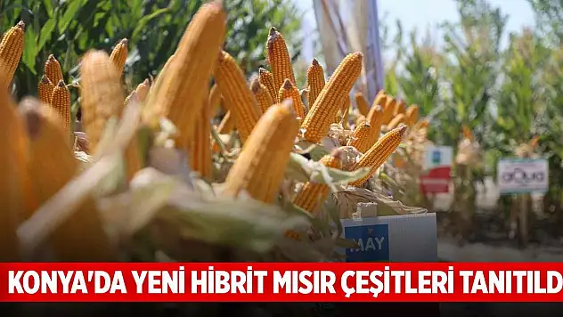 Konya'da yeni hibrit mısır çeşitleri tanıtıldı