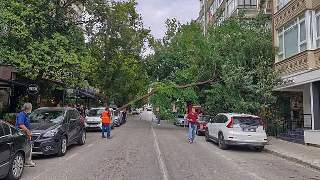 Ağaç, otomobilin üzerine düştü