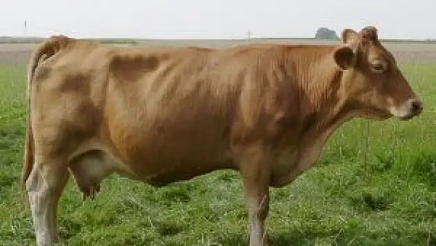 Belirli canlı tırnaklı hayvanların ithalatı