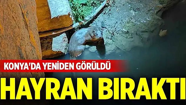 Konya'da yeniden görüldü, hayran bıraktı!