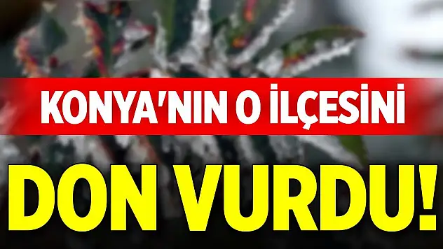 Konya'nın o ilçesini don vurdu!
