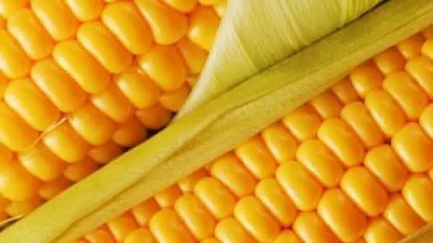 TMO'nun mısır alımı üreticiyi rahatlattı