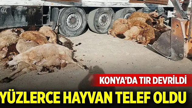 Konya'da tır devrildi, yüzlerce hayvan telef oldu