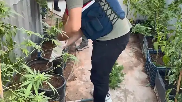Saksıda uyuşturucu!