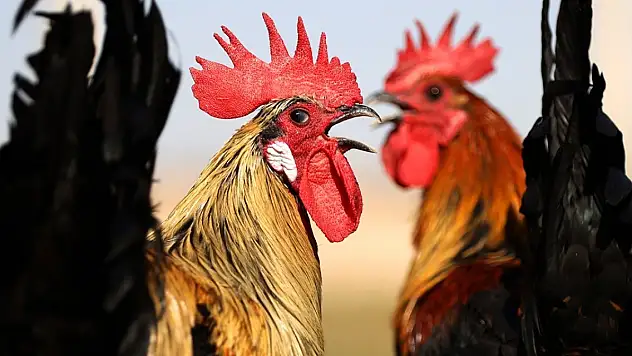 Denizli horozunun ırkı Konya'da korunuyor