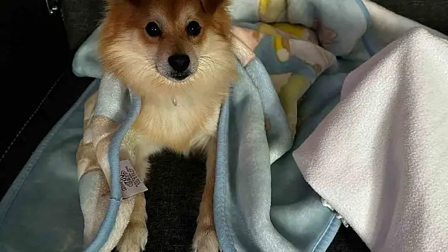 'Pablo'yu bulana 50 bin lira ödül