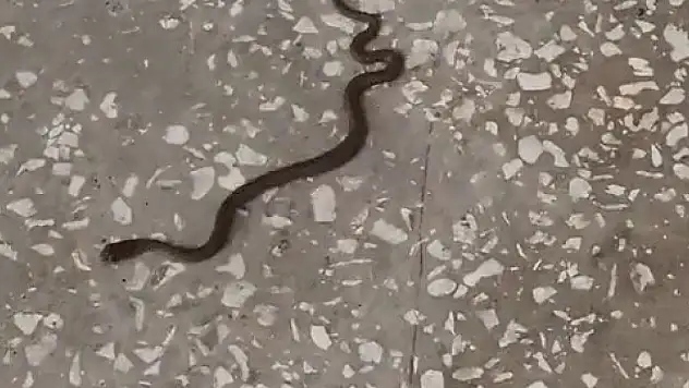 Okul koridorunda yılan paniği