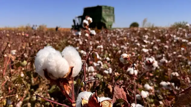 Beyaz altın hasadı başladı