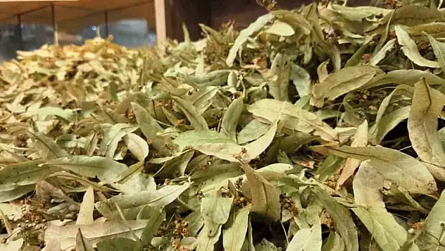 Mevsim geçişleriyle şifa deposuna ilgi arttı! Kilosu 500 TL