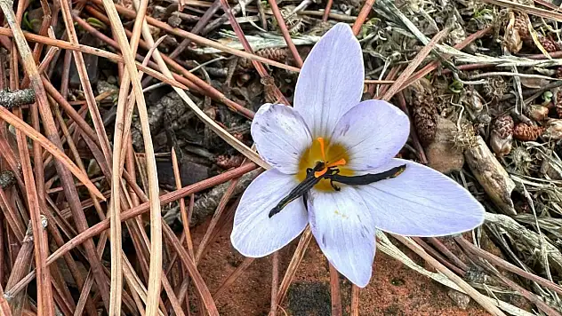 Bu çiçeği koparmak pahalıya patlıyor, 557 bin lira cezası var