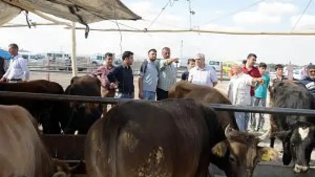 Meram'da kurbanlık satışları başladı