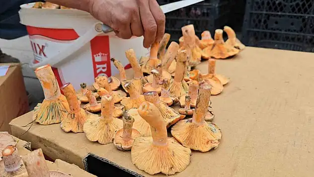 Kanlıca bolluğu yaşanıyor: Kilosu 500 TL